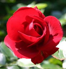 Rose-erblueht-4.jpg